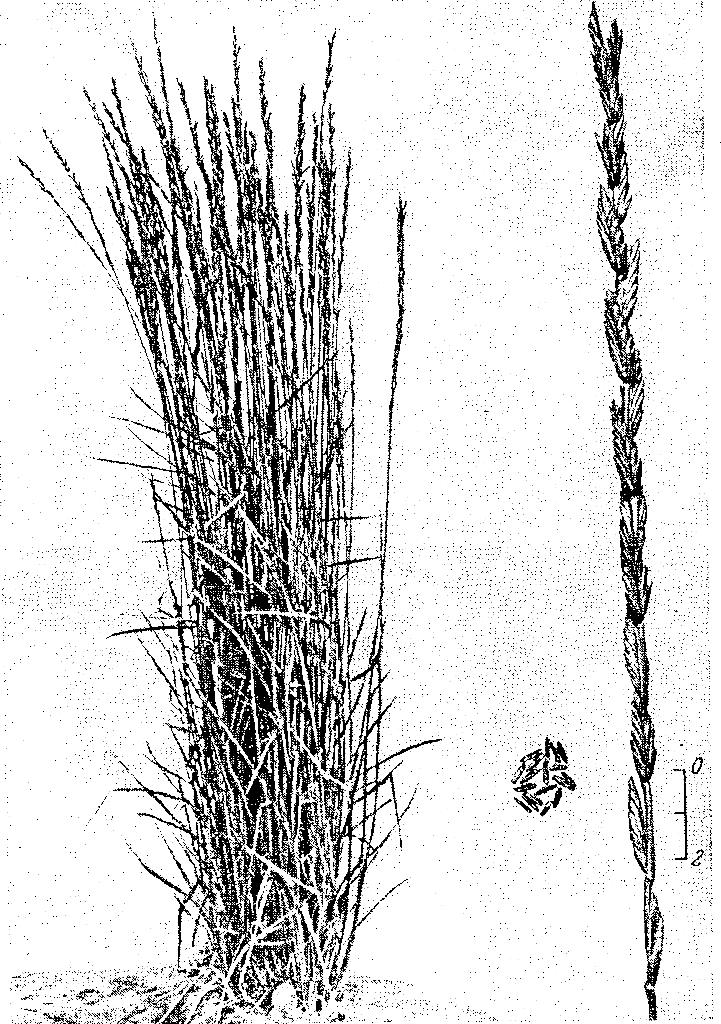 M2. Agropyron glael növény, szem