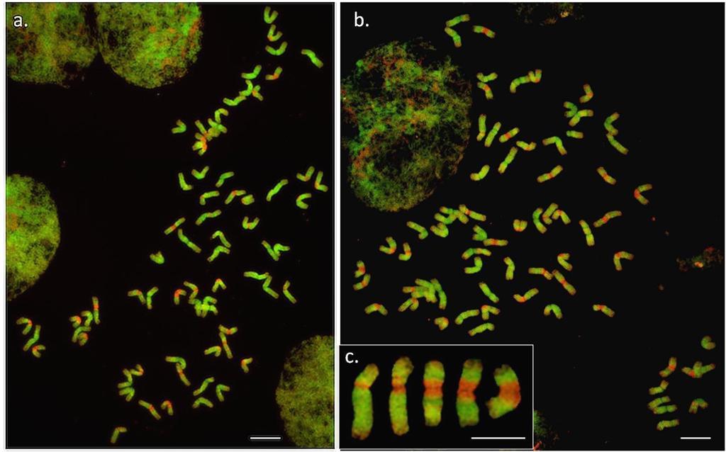 4.3 Thinopyrum ponticum és Th. intermedium kromoszómák mcgish analízise 4.3.1. Thinopyrum ponticum Az Agropyron glael kromoszómáinak búza genetikai háttérben történő detektálásához először az A.