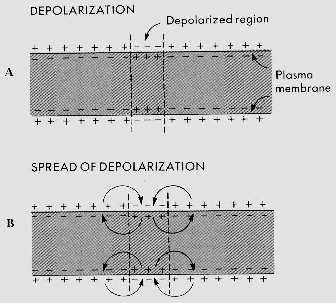 65 Az akciós potenciál terjedési