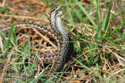 A párzási időszakban feltűnően rivalizáló hímek könnyen esnek ragadozók áldozatául (fotó: Halpern Bálint) A rákosi vipera elsősorban nedves, változatos szerkezetű lápréteken és legelőkön él (2. és 3.