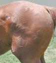 petecskór Izmokban infarktív rhabdomyolysis Bőr vasculitis jellegzetes, de ritka
