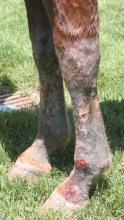 Publikációk White et al 2008, Cutaneous vasculitis 72 eset UC Davis 25 éves kórházi anyagból 72 eset oki diagnózissal / 70000 kórházi eset (1% incidencia) QH