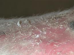 Infarktív petecskór Purpura haemorrhagica súlyos formája Vasculitis, petecsek, diffúz trombózis Több fertőző ágens Str. equi fertőzés és vakcinázás Influenza vírus fertőzés Corynebacterium pseudot.