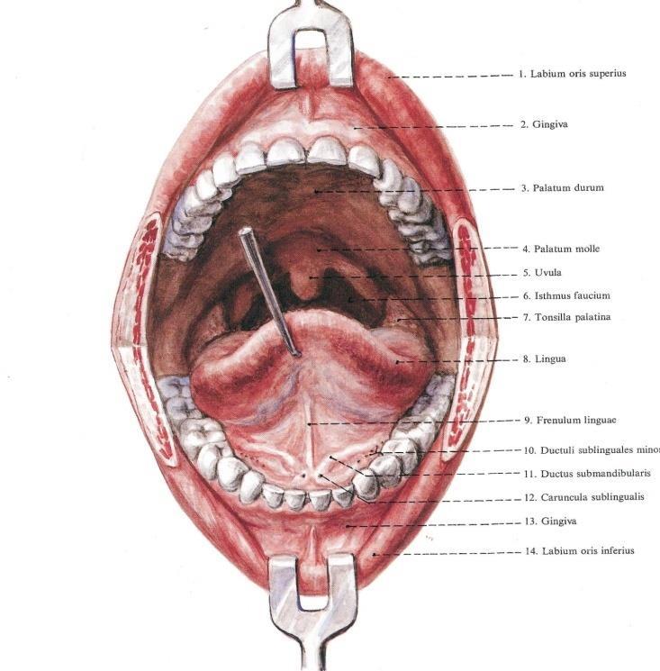 Garat (pharynx) légutak