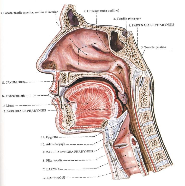 szerve epimesohypopharynx