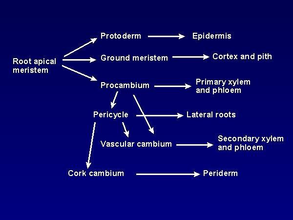 NÖVÉNYI SZÖVETTAN PLANT HISTOLOGY - PDF Ingyenes letöltés