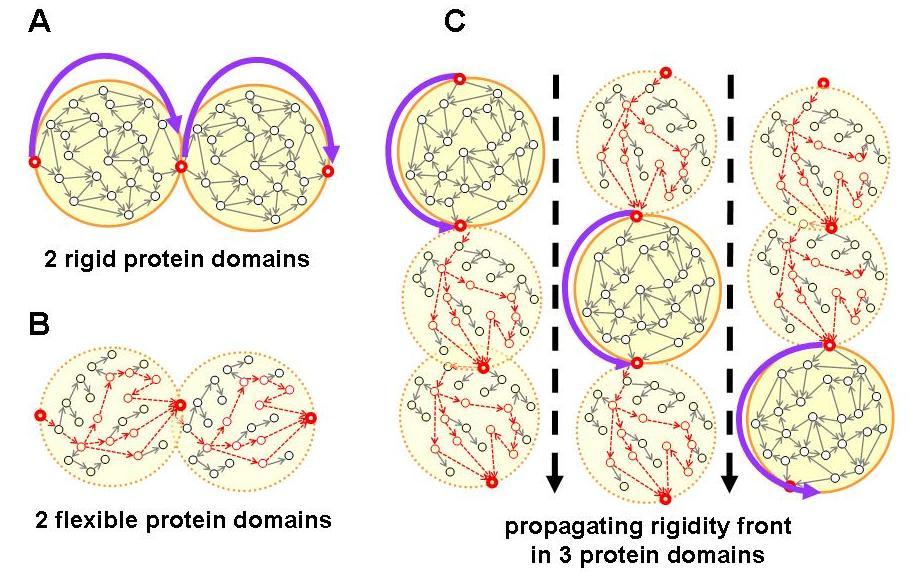 Merevségterjedés: a fehérjéken belüli jelátvitel egy lehetséges modellje