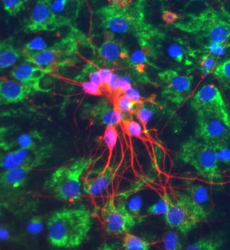 AZ NE-4C NEURONOK ÉRÉSE Az 5.