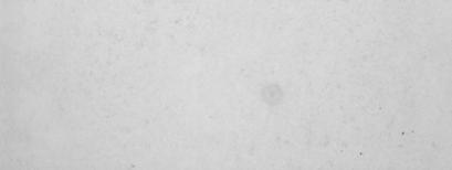 Az NE-4C emx2+ idegsejtek között nem találtunk 5HT tartalmú szerotonerg sejtet, azonban TH immunoreaktív monoaminerg idegsejtek előfordultak.