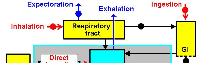 Generic biokinetic