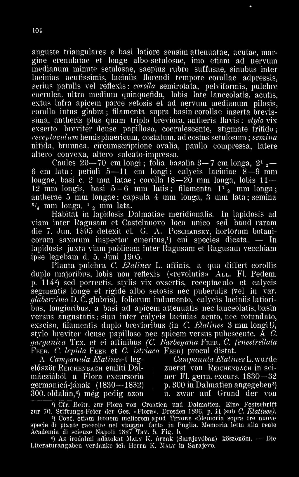 ultra médium quinquefida, lobis laté lanceolatis, acutis, ex tus infra apicem parce setosis et ad nervum medianum pilosis, corolla intus glabra filamenta supra basin corollae inserta brevissima,