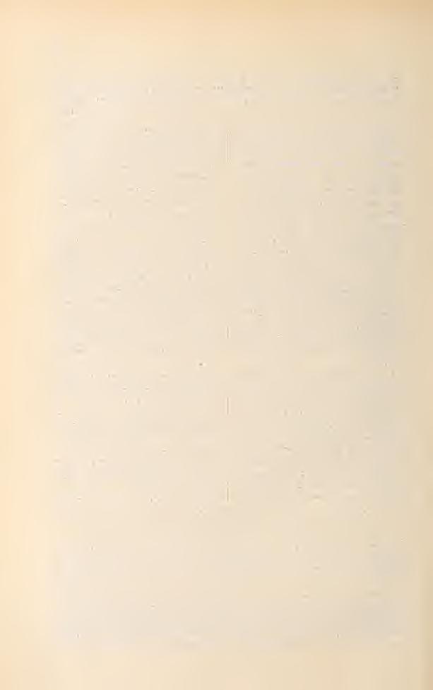 94 obtusioribus difiért, cuius ergo potius subspeciem x vicariam («geographisehe Rasse» Pr. Wulfeniana subsp. fíaumgarteniana Deg. et Moesz vei, si mavis, varietatem Baumgartenianam Deg.