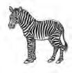 (Kecskedarázs) Zebra