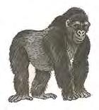A gnú számára ez nem jelent nehézséget, mert szívesebben legel rövid füvet. Gorilla A gorilla a legnagyobb emberszabású majom. Két faja a keleti gorilla és a nyugati gorilla.