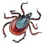 szeretnek a part menti vizek közelében úszni. A nyarat a hideg Északi-jegestengeren töltik. Krillel (világító rák, állati plankton) és kis halakkal táplálkoznak.