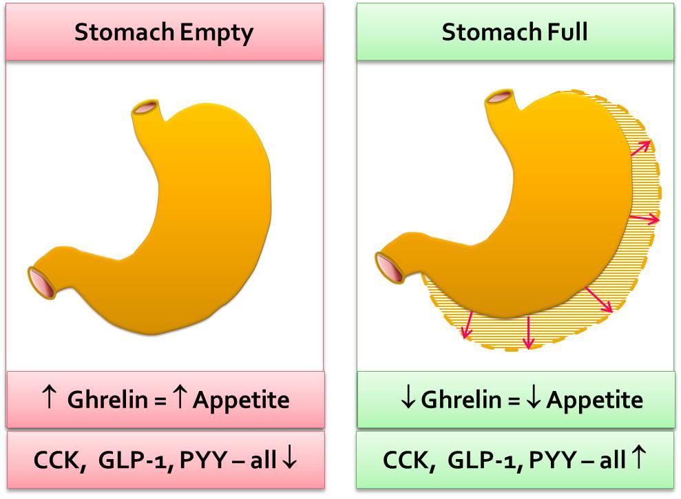 Bélmikrobiom és NAFLD Prebiotikumok(oligoszacharidok) hatásai: Triglyceridszintés SeGlükózcsökkenés Túlsúlyos és elhízott betegek esetén javuló glikémiás kontroll Korábbi jóllakottság érzet szabad