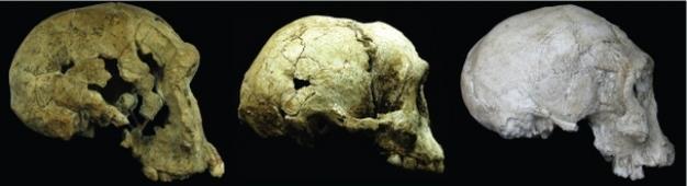 erectus (geo)