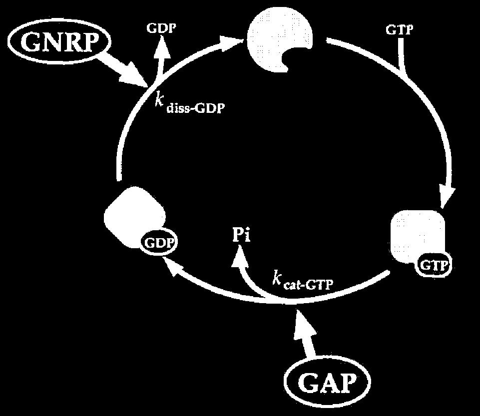 G-fehérjék működése általános molekuláris mechanizmus GEF guanine nucleotide exchange factor) KIKAPCSOLT BEKAPCSOLT Két fontos