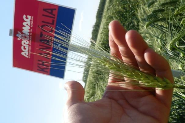 Legnagyobb előnye koraisága mellett, hogy kiemelkedőt is tud teremni, ugyanakkor a rendkívüli helyzetekhez is jól alkalmazkodik.