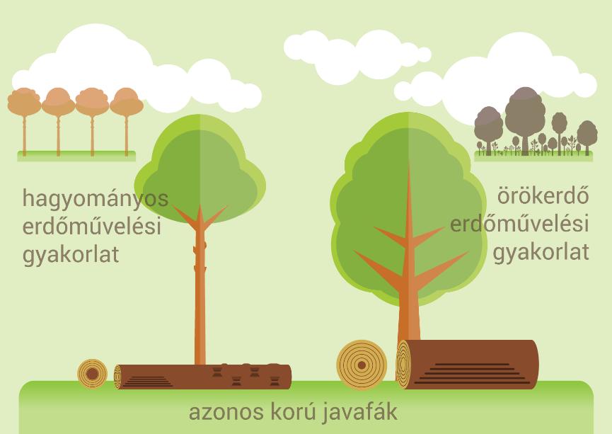 ábra: A javafa kiválasztása és fejlődése összehasonlítva a vágásos erdő V-fájával. (Forrás: Wilhelm & Riegel 2013 alapján, módosította Csépányi Péter) 7.