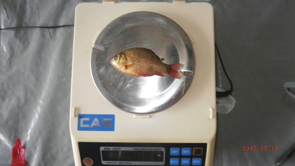 A széles kárász hazai veszélyeztetettségi státusza R azaz rare = ritka (Guti 1993). Sallai (1999) javaslatot tett több hazai halfaj védettségi státuszának átértékelésére.