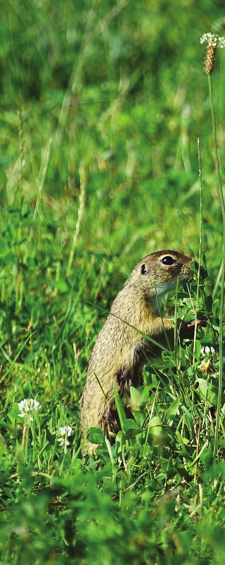 Výsledky projektu hovoria za všetko, práca však nekončí viaceré aktivity budú pokračovať, napríklad: Krúžkovanie, inštalácia búdok,