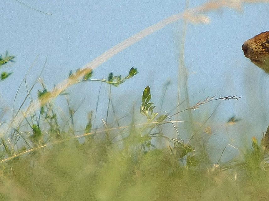 Je rovnako dôležité chrániť menšie populácie v susedných krajinách a vytvárať, či udržiavať potenciálne biotopy, ktoré sú vhodné pre rastúcu stredoeurópsku populáciu.