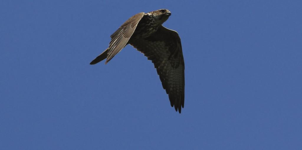 Hraboš poľný (Microtus arvalis) je tiež významnou zložkou potravy sokola rároha, ktorý ho buď loví sám, alebo ukradne už ulovenú korisť iným, menším druhom dravcov.