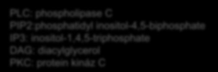 PIP2:phosphatidyl