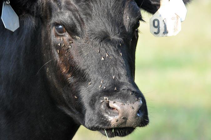 Előfordulás Leggyakoribb tumor lovakban Minden lófélében előfordul (szamár, öszvér, zebra) Fiatal lovakban