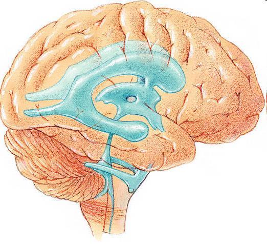 Az agy folyadékterei a likvor (cerebrospinális folyadék, CSF) agykamrák, szubarachnoidális tér kitöltése nagyagy oldalsó agykamrák (1-2.) 3.
