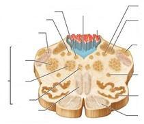formáció retikuláris A nyúltvelő átmetszeti képe hypoglosszális ideg mag (XII.) vágusz ideg mag (X.