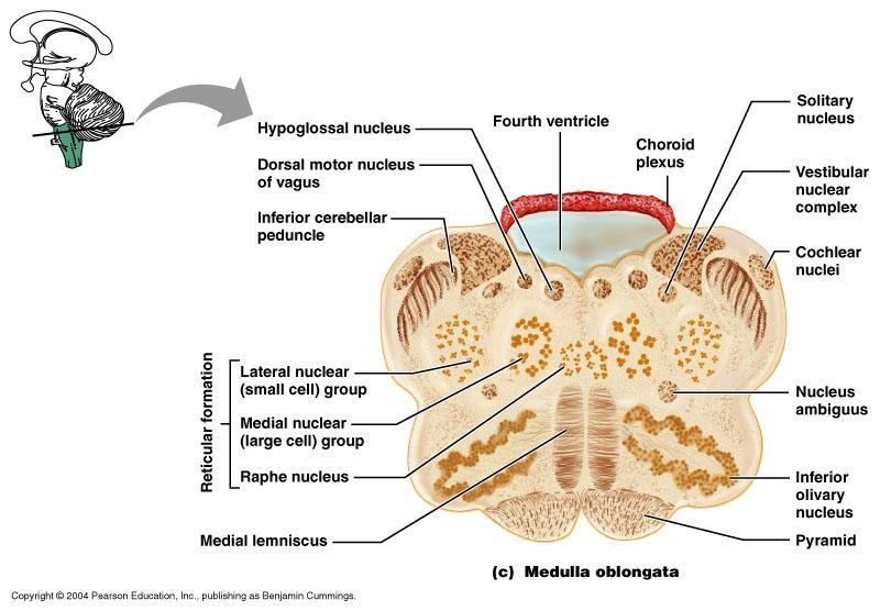 agykamra plexus coroideus nucleus solitarius egyensúlyi ideg mag (VIII.) halló ideg mag (VIII.