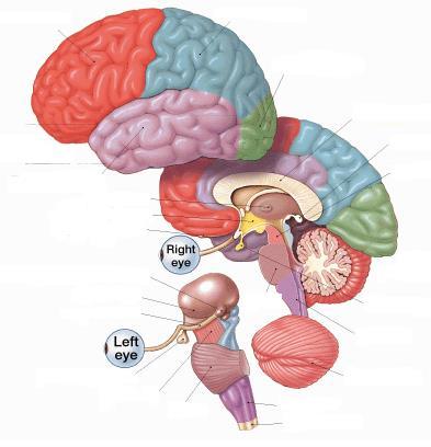 Az emberi agy struktúrái frontális lebeny fali lebeny nyakszirti lebeny BAL FÉLTEKE halánték lebeny thalamusz hypothalamusz szaglógumó