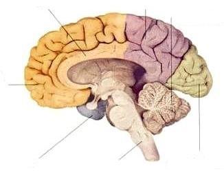 Az emberi agykéreg lebenyei kérgestest (corpus callosum) parietális (fali) lebeny