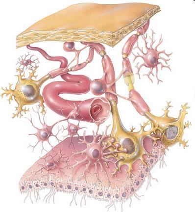 agyszövet: Az idegszövet - 2 fő sejttípus: idegsejtek (neuron) és gliasejtek - igen nagyszámú sejt, bonyolult kapcsolatrendszer koponya agyhártya (pia mater) oligodendroglia