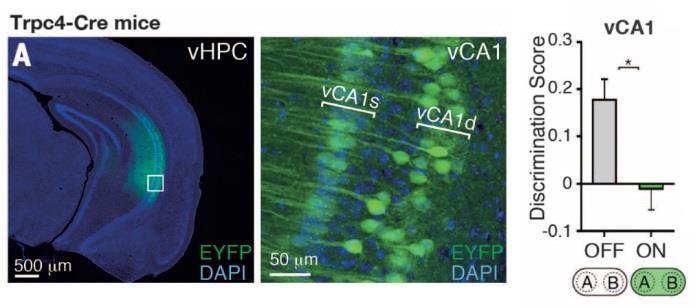 A VENTRÁLIS HIPPOKAMPUSZ (vhpc) CA1 NEURONJAINAK SPECIFIKUS GÁTLÁSA MEGSZŰNTETI A SZOCIÁLIS