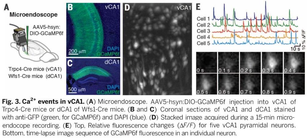 A HIPPOKAMPUSZ CA1 NEURONOK AKTIVITÁSÁNAK MÉRÉSE FLUORESZCENS MIKROENDOSZKÓPPAL