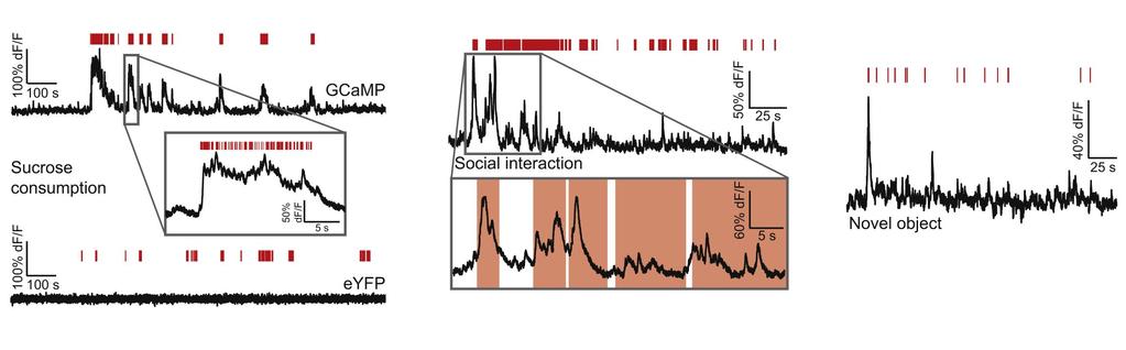 A VENTRAL TEGMENTAL AREA (VTA) DOPAMINERG NEURONJAIBAN MÉRHETŐ KALCIUM ION SZINT VÁLTOZÁS KÜLÖNBÖZŐ VISELKEDÉSEK ALATT cukorfogyasztás