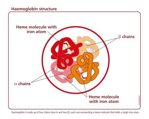 Hemoglobin A vörös vértestekben az O transzportot ellátó globuláris protein (3*10 8 /vvt) HbA