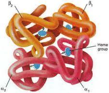 Hemoglobin Perutz Mt.