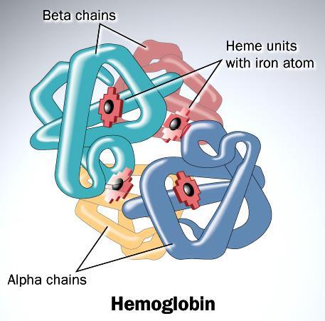 Hemoglobin Kvaterner szerkezete: α és ß alegység alkot egy kb. gömb alakú tetramert (6,5x5.