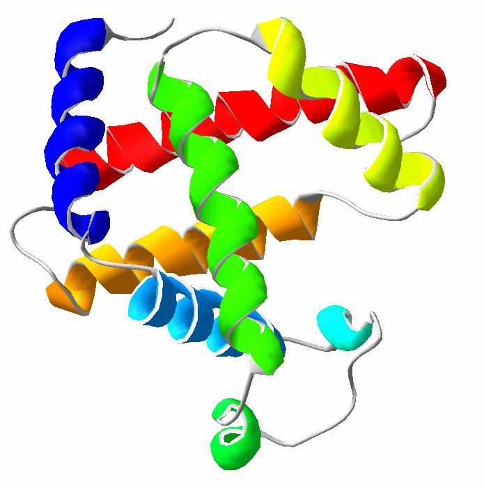 Myoglobin A váz- és szívizom oxigén tároló fehérjéje Mt.: 17.
