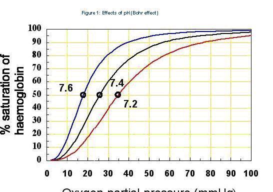 Bohr effektus po Hgmm Hemoglobin O telítése