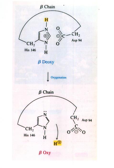 folyamat az a monomer N-terminális a NH