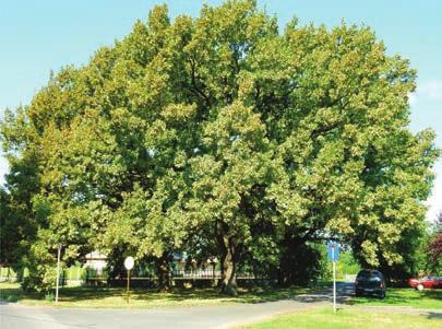 4.25. kép. Nyár közepi elszíneződés idős, városi kocsányos tölgyön 4.26. kép. Kocsányos tölgyek erős elszíneződése elegyes erdőszegélyen (a zöld lombozatú fák egyike sem tölgy) poloska populációit szabályozza.