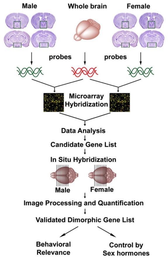 MICROARRAY STRATÉGIA SZEXUÁLISAN DIMORF EXPRESSZIÓT MUTATÓ HIPOTALAMIKUS GÉNEK AZONOSÍTÁSÁRA