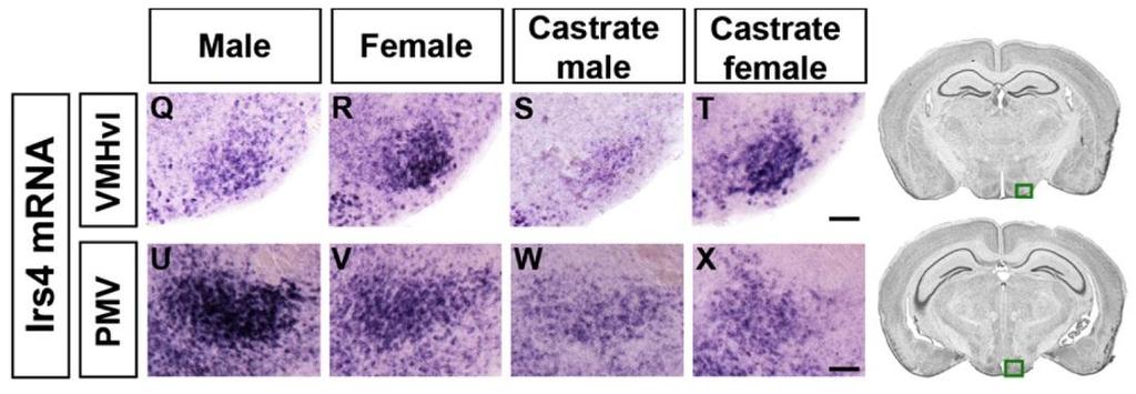 INZULIN RECEPTOR SZUBSZTRÁT 4 (Irs4) ELOSZLÁSA Xu X. et al.