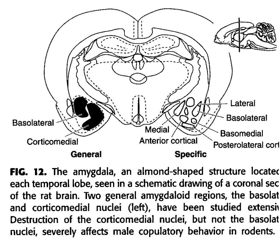 A CORTIKOMEDIÁLIS AMYGDALA LÉZIÓJA