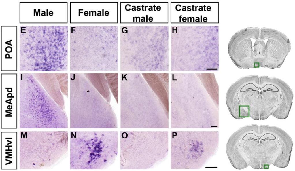 CHOLECYSTOKININ A RECEPTOR (Cckar) ELOSZLÁSA Xu X. et al.